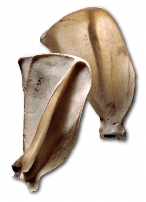 fox scapula