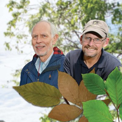 Graphic illustration of UConn Arboretum Committee co-chairs Greg Anderson and Mark Brand with leaves