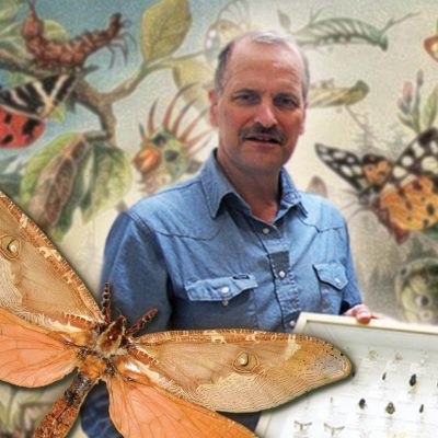 Graphic illustration of David Wagner, entomologist, with invertebrate specimens and illustrations