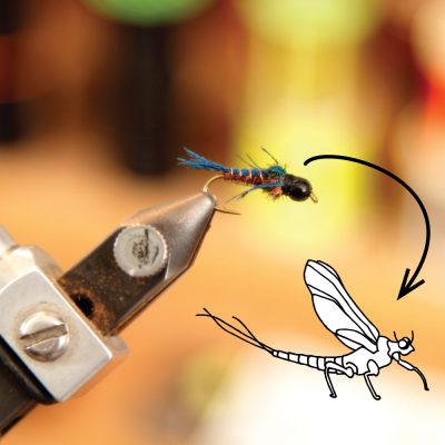 A fly fishing lure with an illustration of the insect it is mimicking