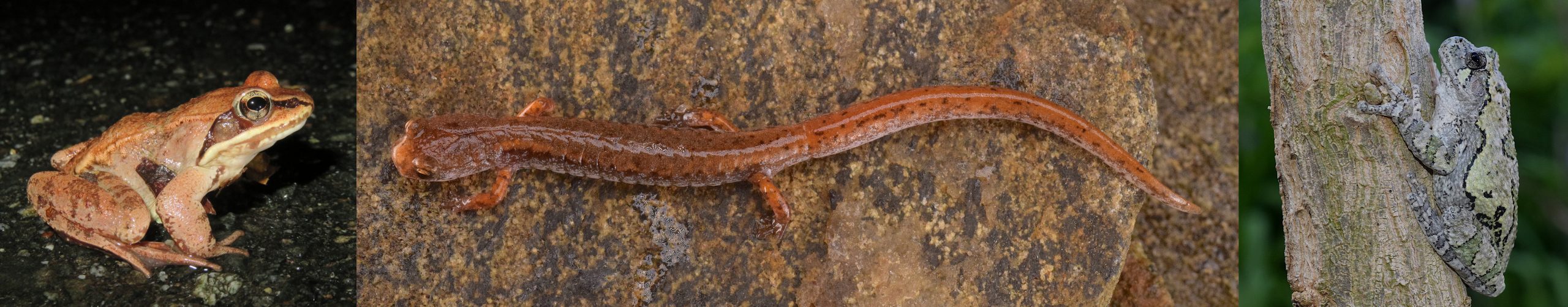 A wood frog, 4 toed salamander, and gray tree frog