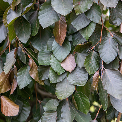 close up of tree leaves