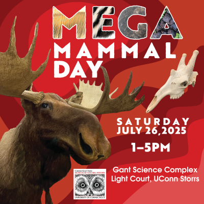 Taxidermy moose specimen from the Connecticut State Museum of Natural History's collection, with information about Mega Mammal Day on June 26, 2025