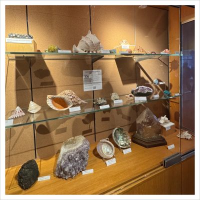 Mollusks and minerals from the Connecticut State Museum of Natural History collections on display in the Homer Babbidge Library Gallery on the Plaza in January 2026