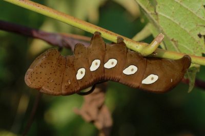 Photograph of a Pandora Sphinx moth caterpillar taken by Lisa King and accessed on Flickr. Creative Commons license Attribution 2.0.