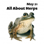 A frog advertising the program "All About Herps" at Willimantic's 3rd Thursday Street Fest on May 21