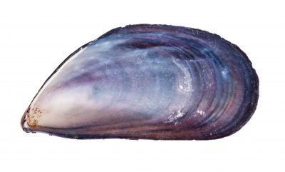 empty mussel shell of mussel isolated on white background