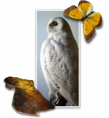 Examples of natural history specimens