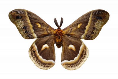 Cecropia moth