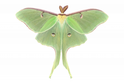 Luna moth