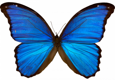 Blue morpho butterfly