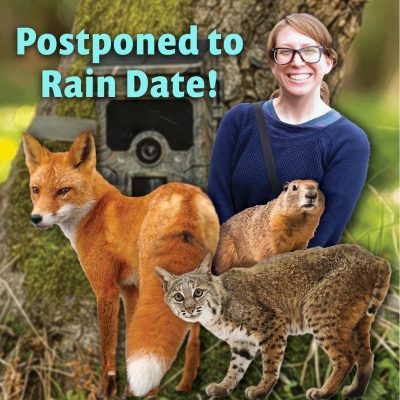 Graphic illustration of Collection Manager Erin Kuprewicz with mammals and a field camera trap