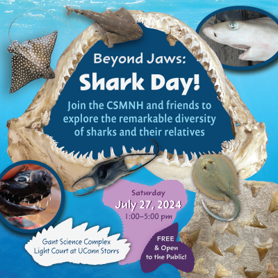 Graphic illustration for the event Shark Day Beyond Jaws at the Connecticut State Museum of Natural History.
