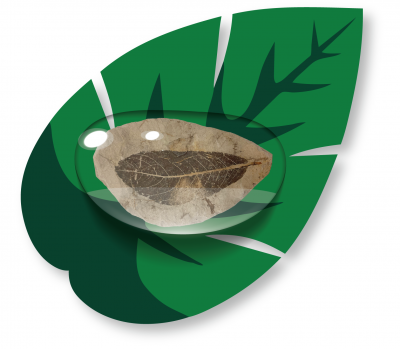 Fossil leaf in a drop of water on a graphic leaf illustration