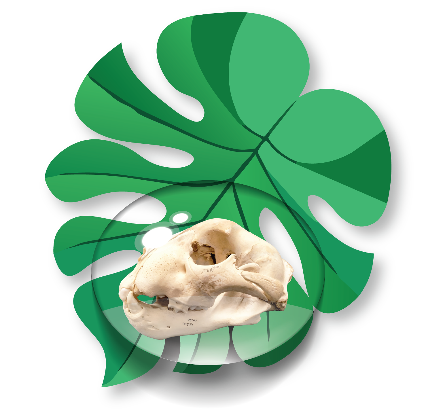 a skull in a bubble of water on a leaf