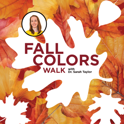Fall Colors Walk with Dr. Sarah Taylor. Includes a headshot with the silhouette of a leaf on a background of fall leaves.